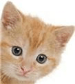 katzenallergie